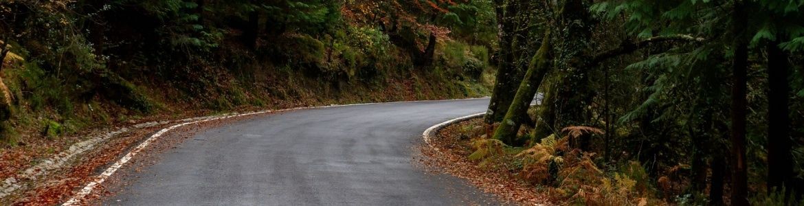 Strada Foresta di Albergaria Portogallo